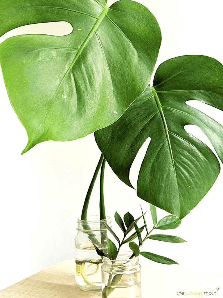 How to Make Money Selling Plants The Wallet Moth