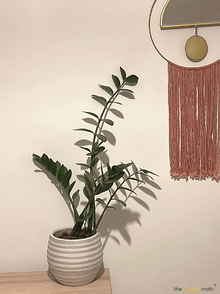 How to Make Money Selling Plants The Wallet Moth