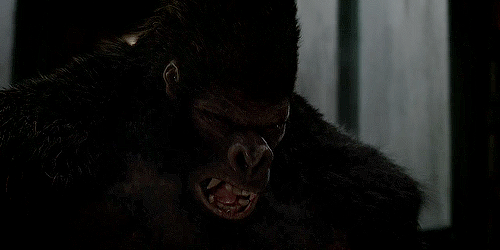 Flash Facts Gorilla Warfare The Website Of Doom