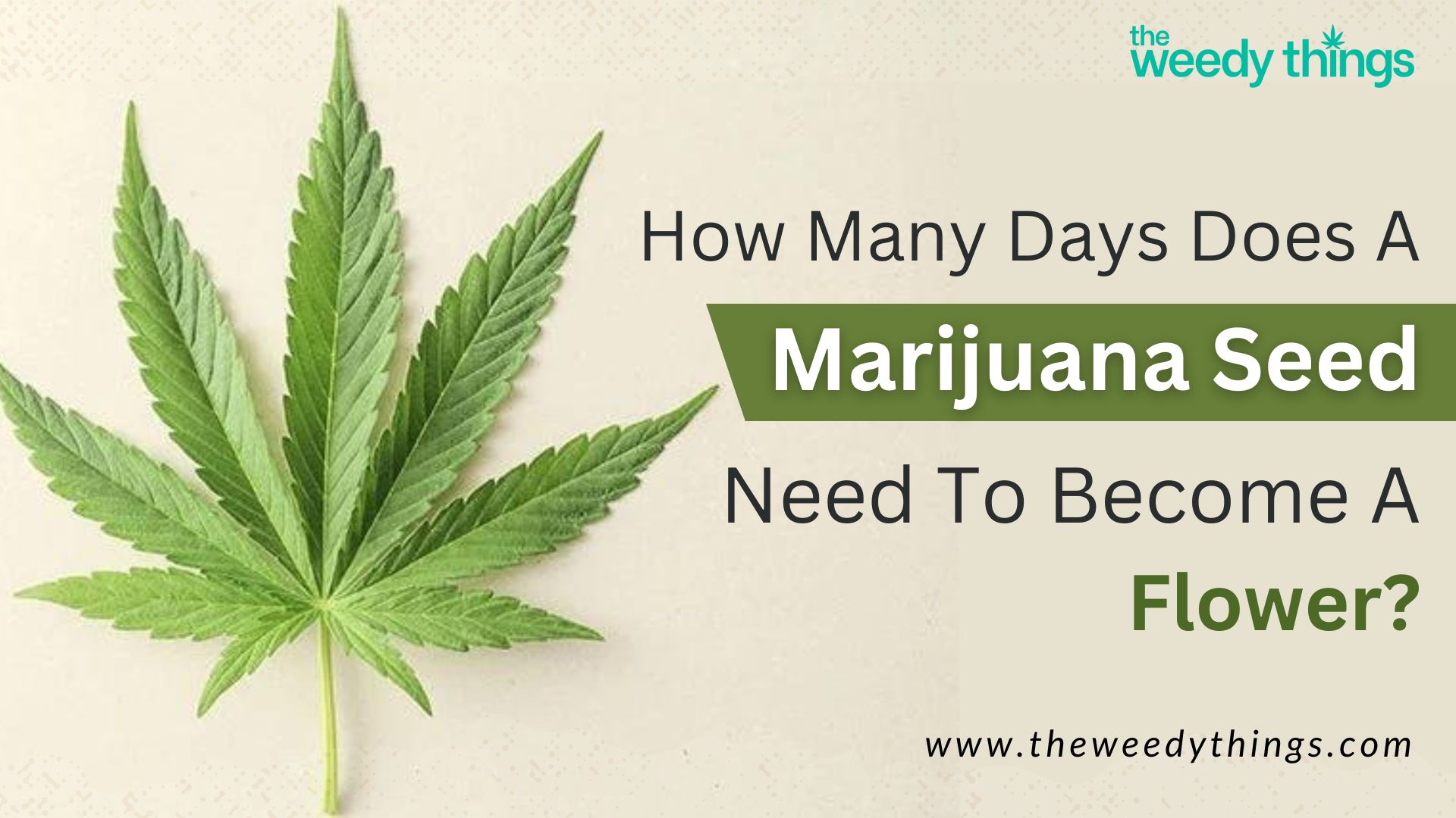 How Many Days Does a Marijuana Seed Need to a Flower?