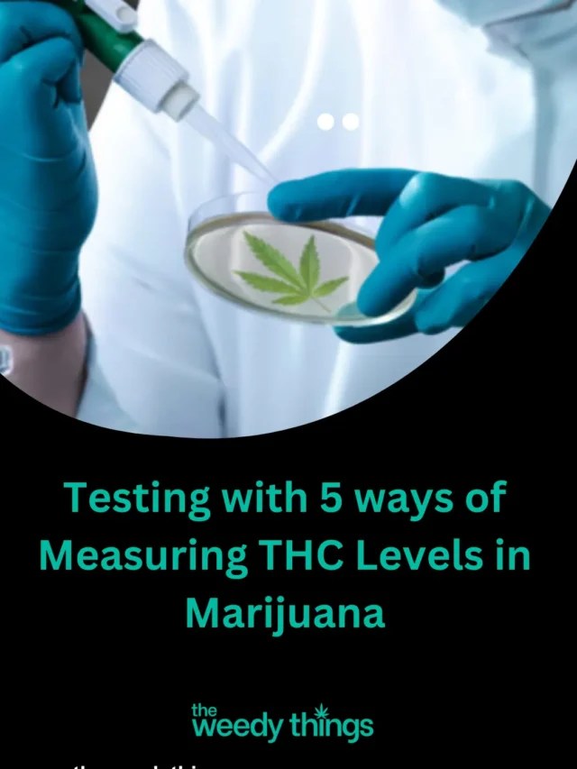 Testing with 5 ways of Measuring THC Levels in Marijuana The Weedy Things