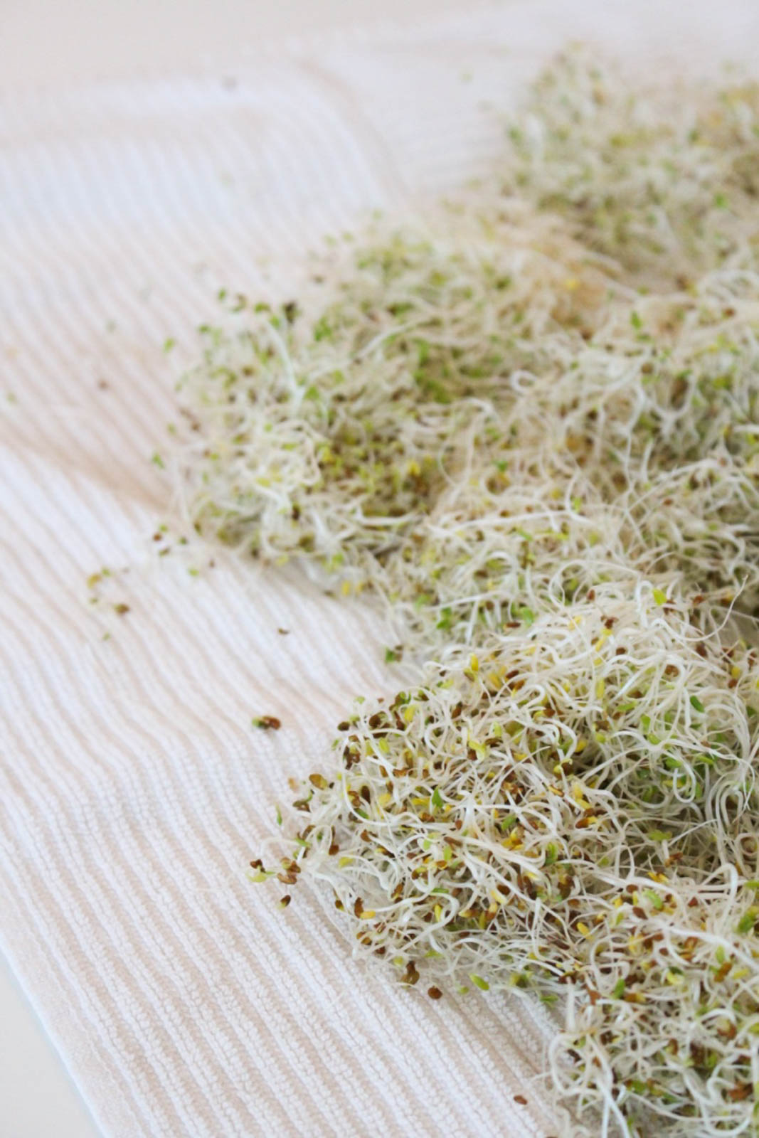 How to Grow Your Own Sprouts The Wheatless Kitchen