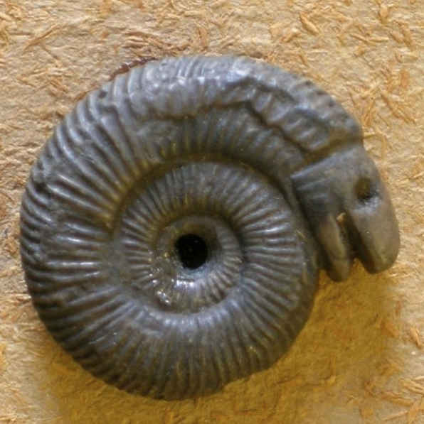 Whitby Fossils, How And Where To Find Fossils In And Around Whitby