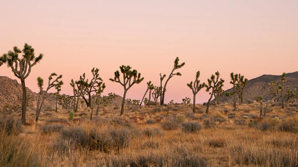 Joshua Tree National Park in Winter (2023) The Whole World Is A