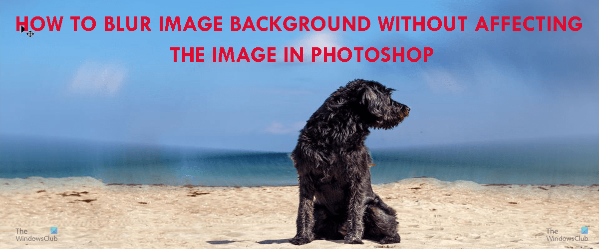 How to Blur Image Background in without affecting the image