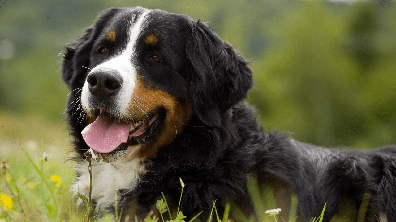 11 Best Dogs for Hiking and Outdoor Adventures