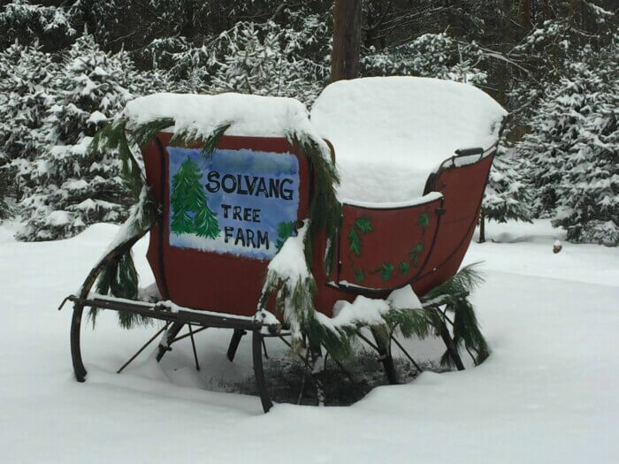 The Best Christmas Tree Farms in New York! 14 Amazing Farms You'll LOVE