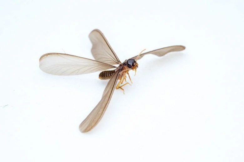 Ways to Block the Entrance of Flying Termites in Your Home