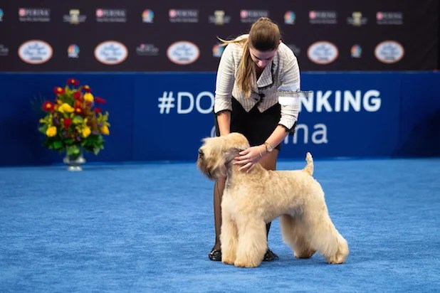 National Dog Show 2023 Philadelphia Thor The Bulldog And 6 Other Very Good Boys And Girls From The 2019 National Dog Show (Photos)