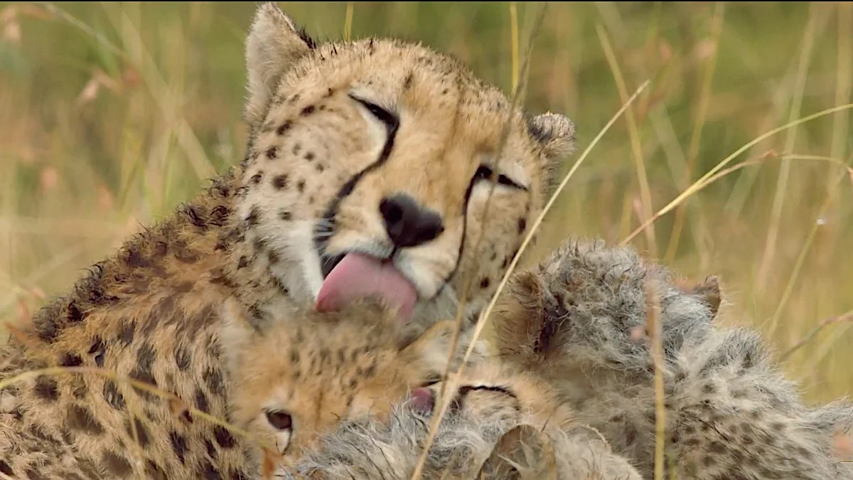 Roku Nature Docuseries 'Mamas' Gets First Trailer With Connie Britton