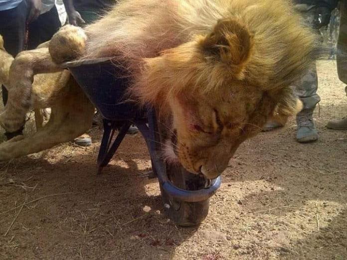 Escaped lion from Kano zoo finally captured The Nigerian Xpress