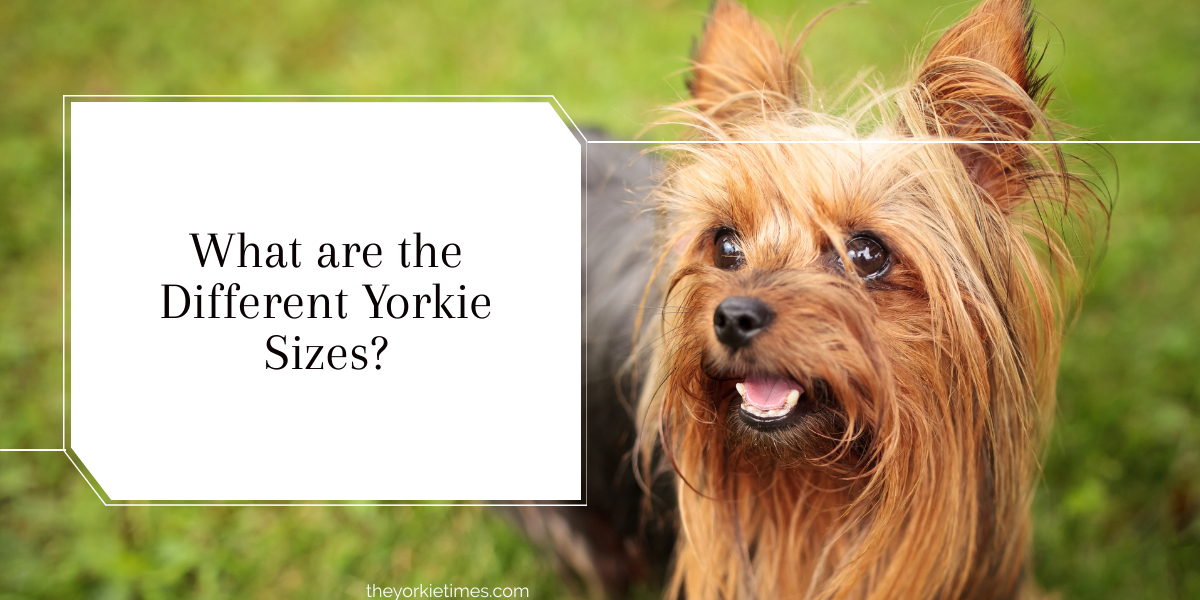 The Yorkie Times Yorkies & CrossBreeds