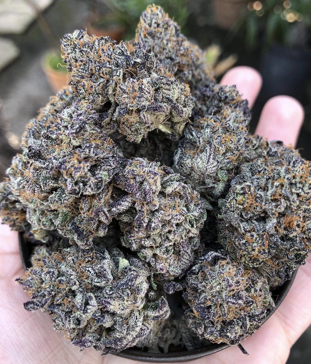 Small bud Premium Ice Cream Cake Indica Thin Air Nursery