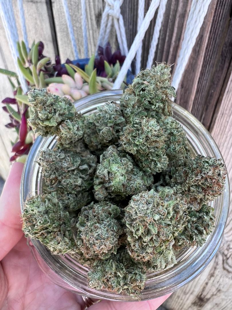 Grease Monkey Hybrid 30 150 oz Thin Air Nursery