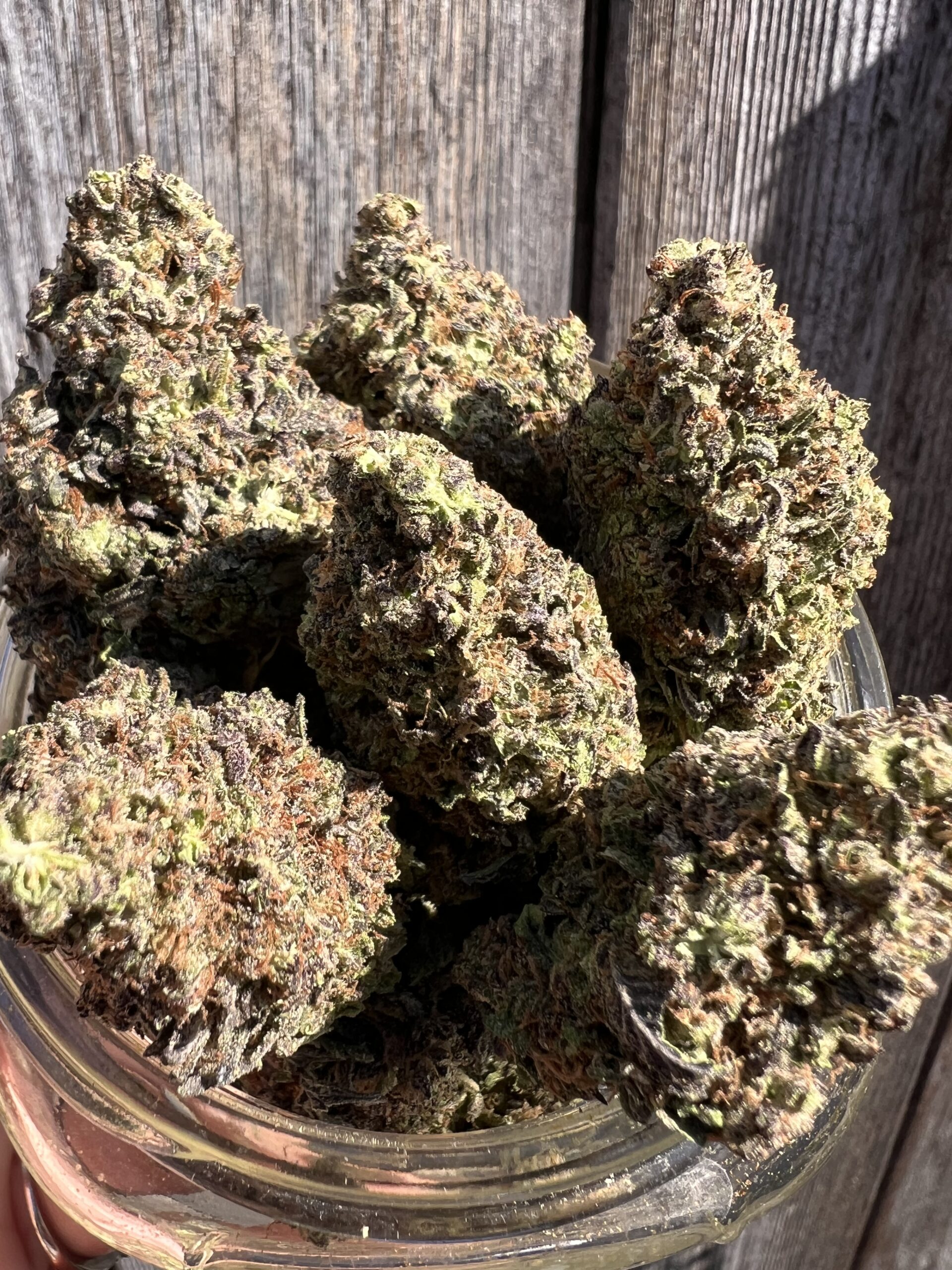 Durban Gushers Sativa Dominant / Hybrid Thin Air Nursery