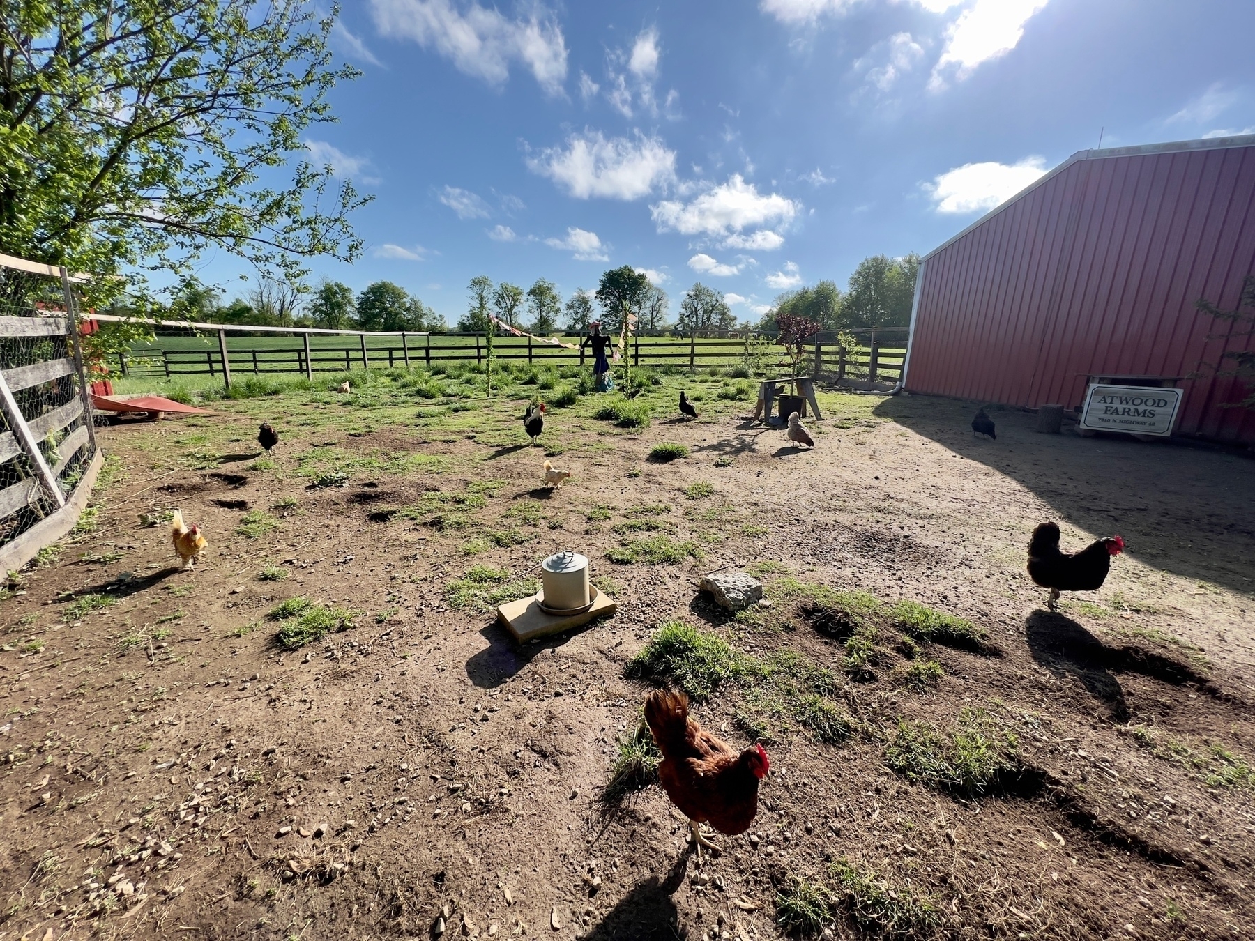 Atwood Farms, Kentucky. Jamie Thingelstad