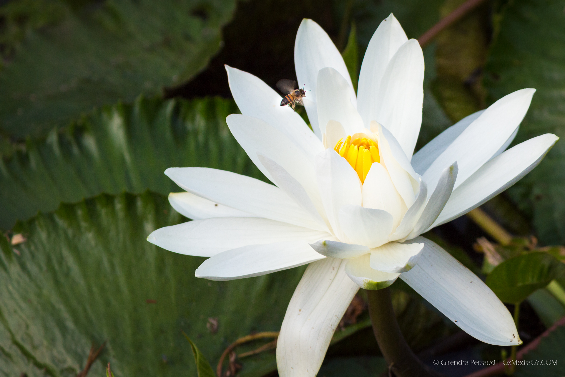 Victoria Regia Our National Flower Things Guyana