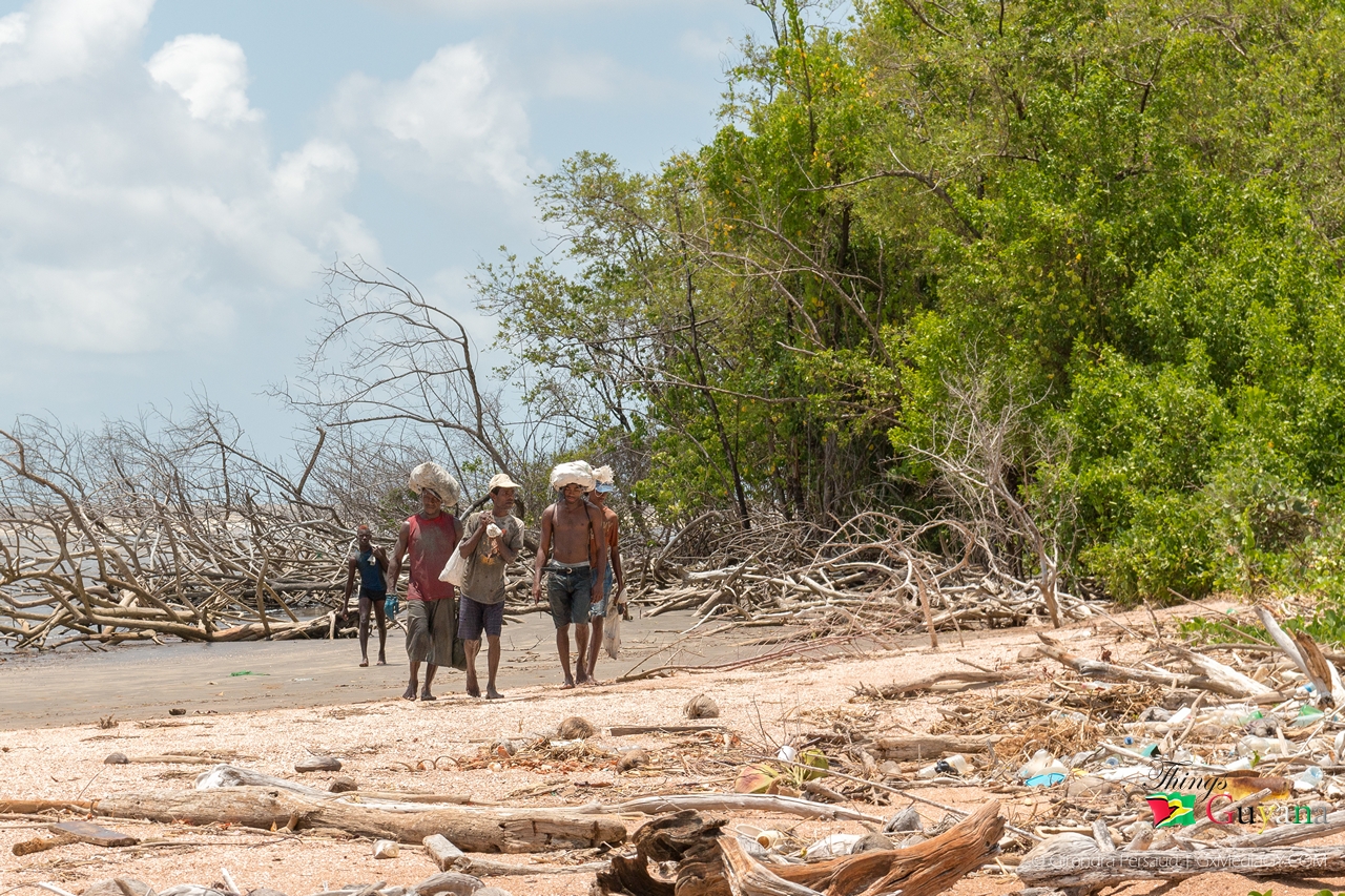 Crab Catching Time Things Guyana