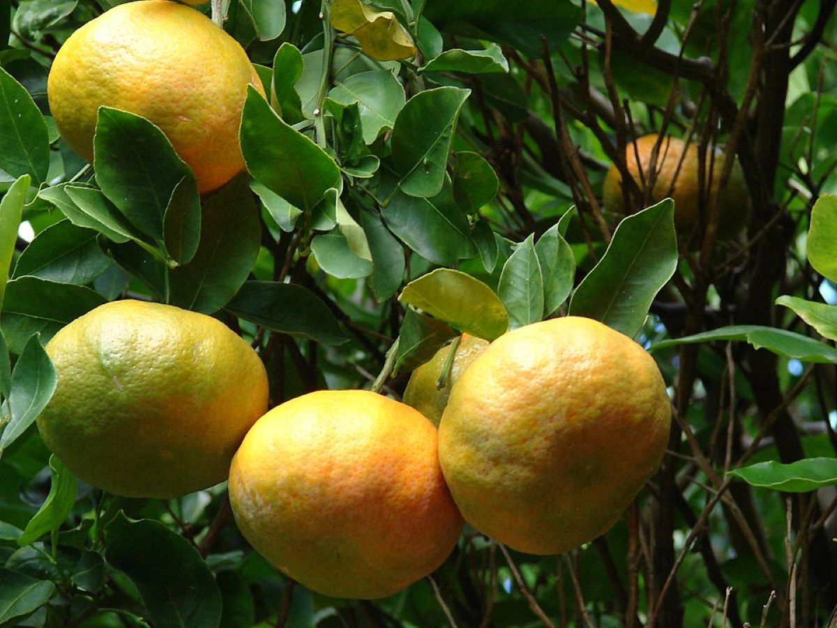 Did you know all Tangerines are Mandarins? Learn 10 Health Benefits