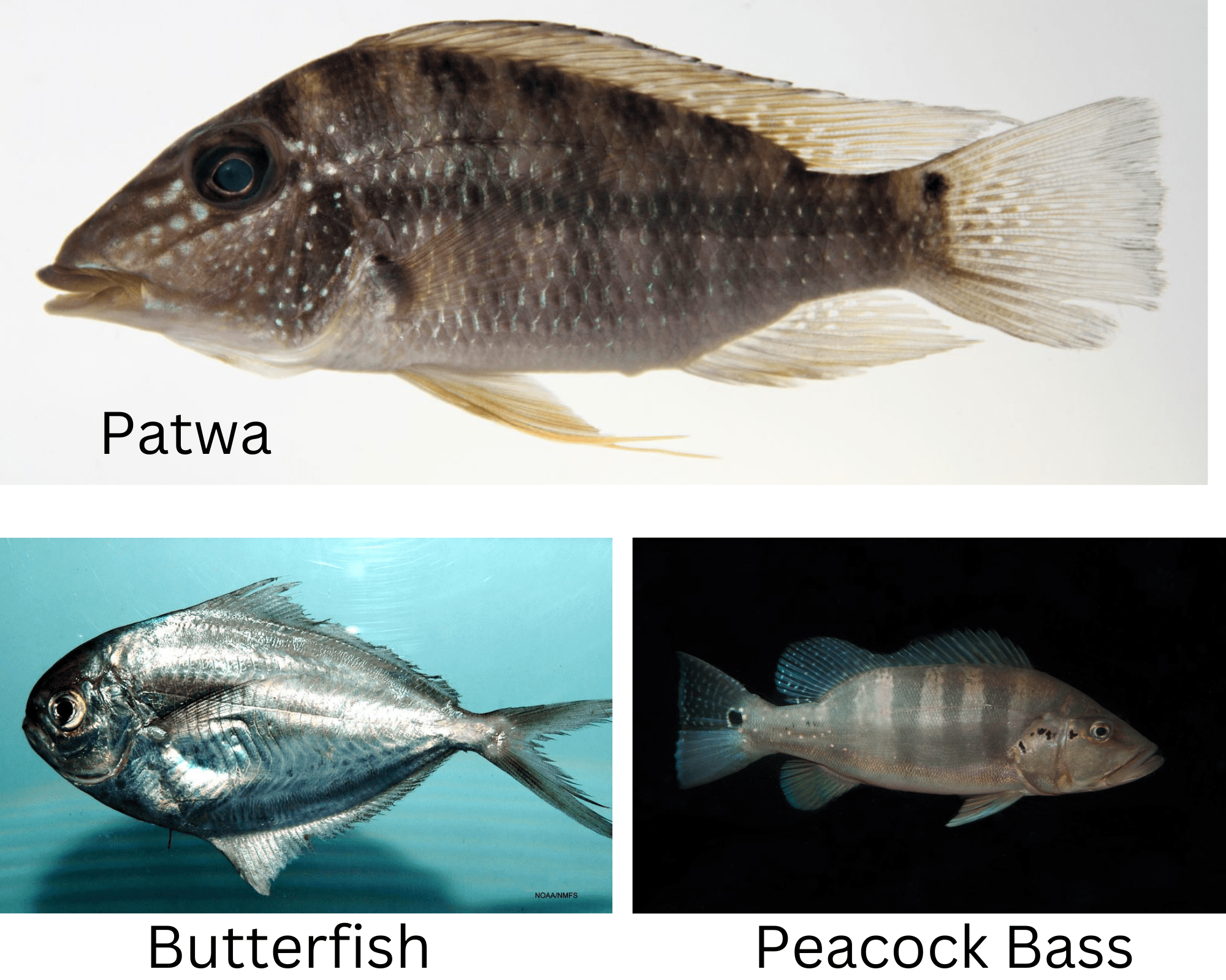 The Traditional Amerindian Dish Tuma Pot Things Guyana