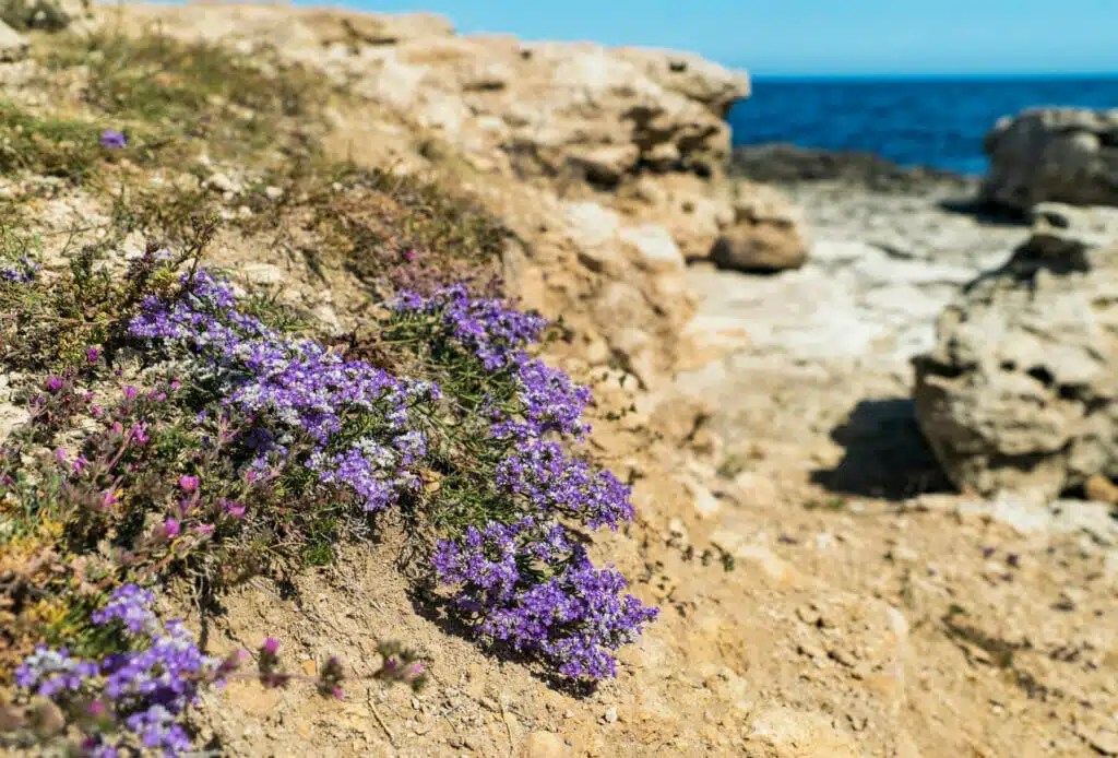 Utah DroughtTolerant Landscaping Guide Think Architecture