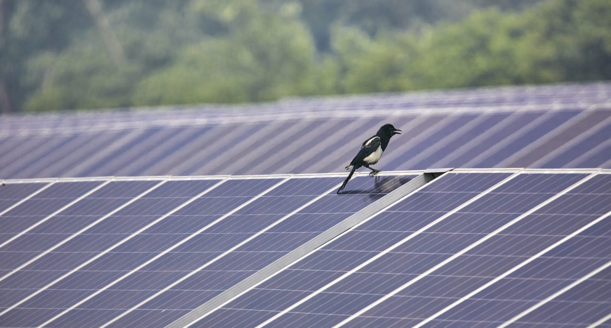 Does Solar Protect or Endanger Wildlife? Epic Energy
