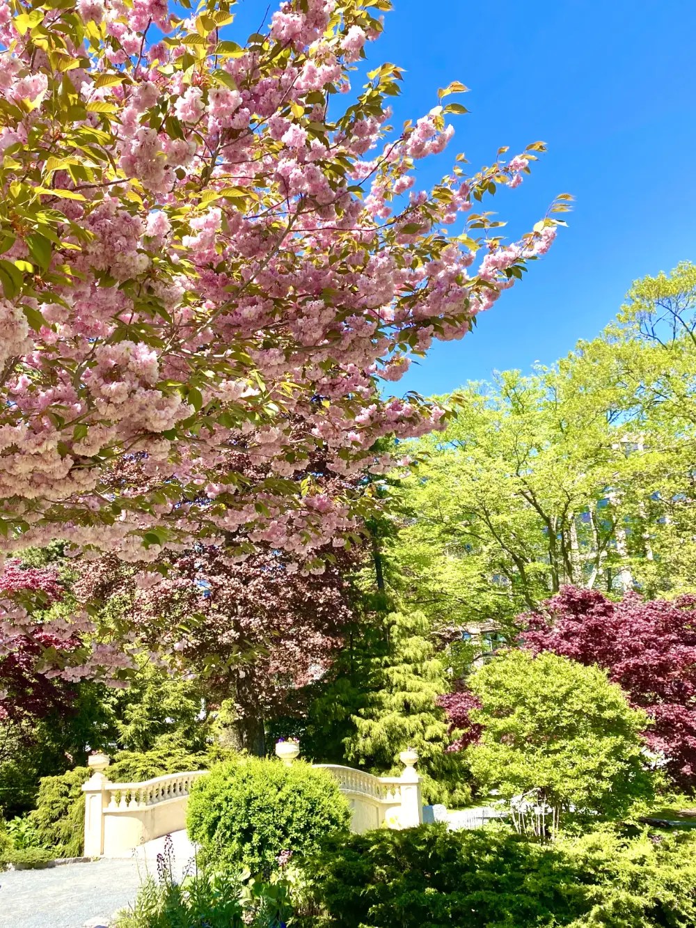 Where to See Cherry Blossoms in Halifax Regional Municipality