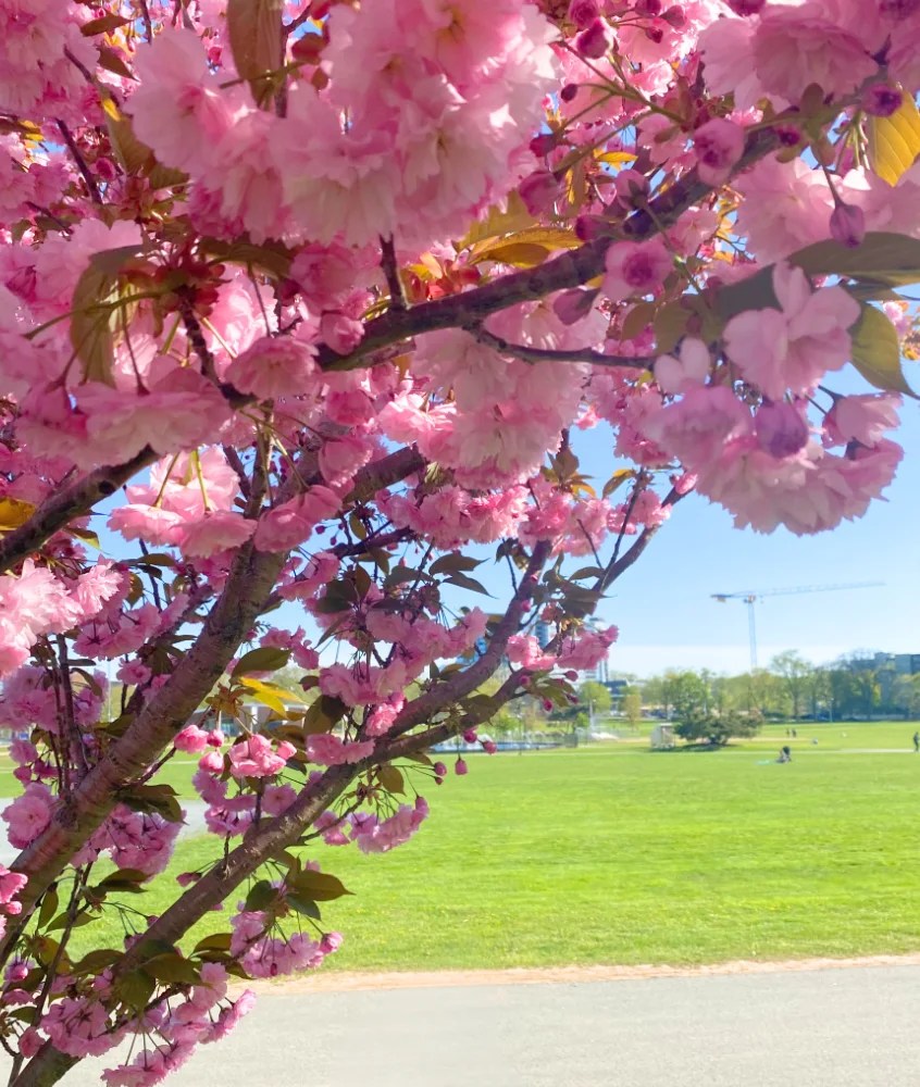 Where to See Cherry Blossoms in Halifax Regional Municipality