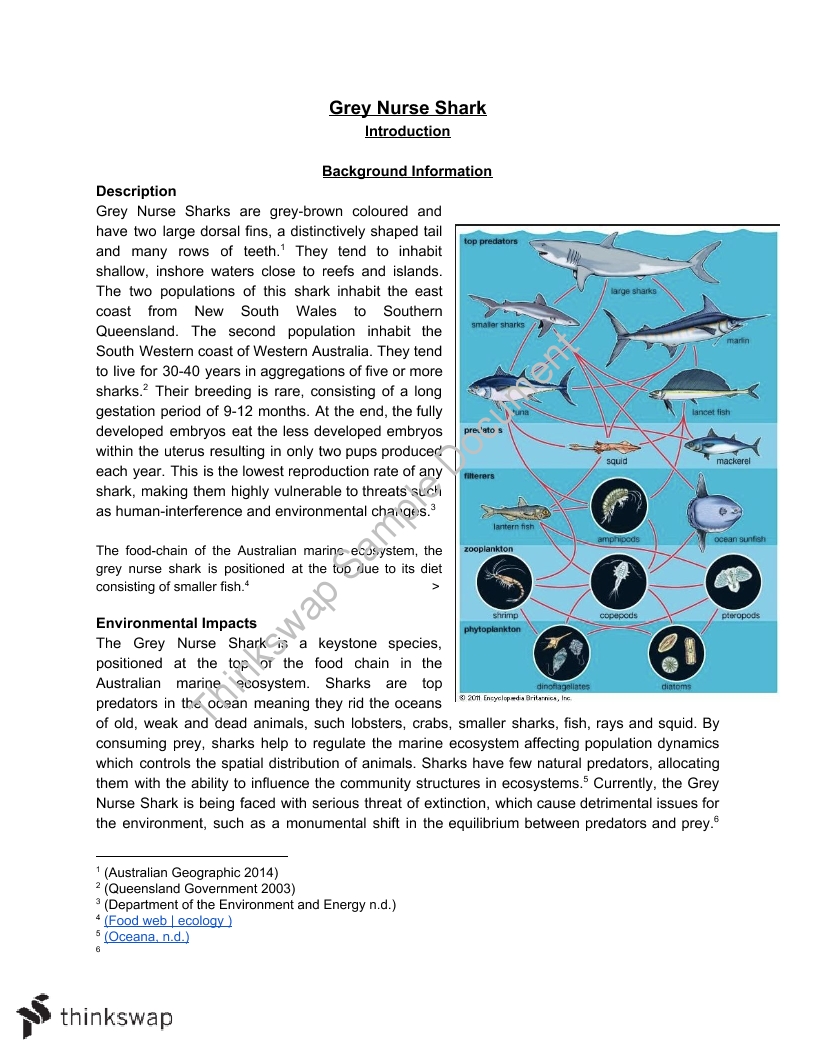 SHE Task Endangered Species Investigation Grey Nurse Shark