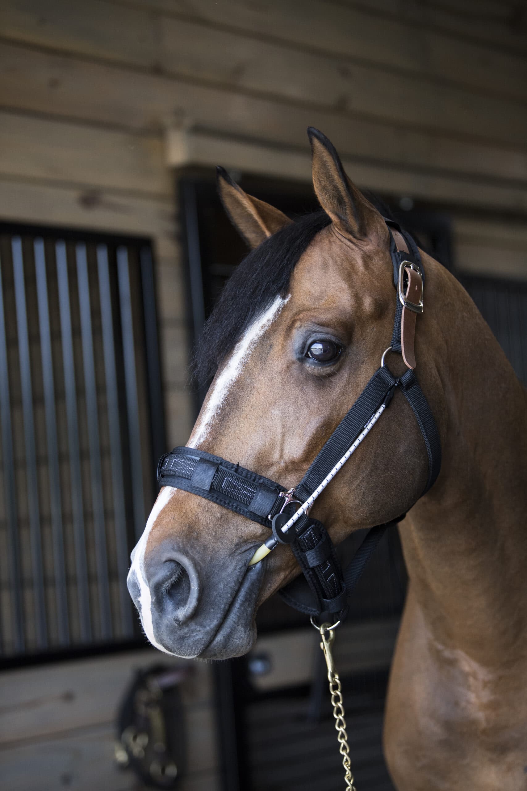 ThinLine Busy Buddy The ultimate Horse Calmer!