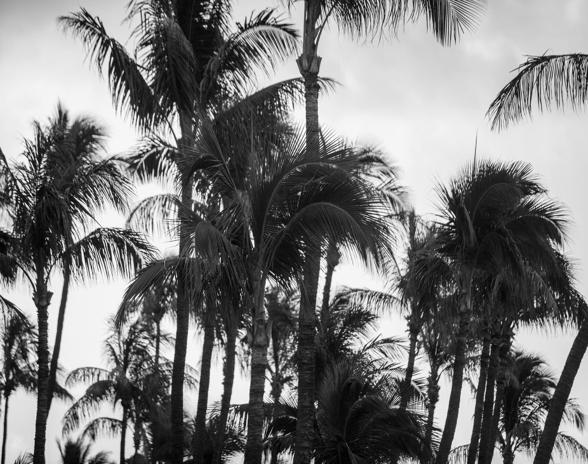 Feel The Breeze ThirdAndWall