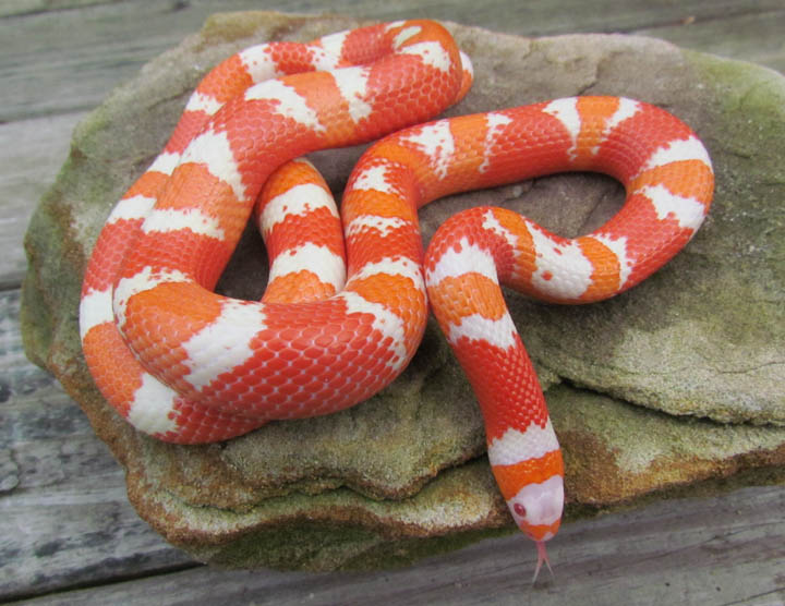 Albino Honduran Milk Snake