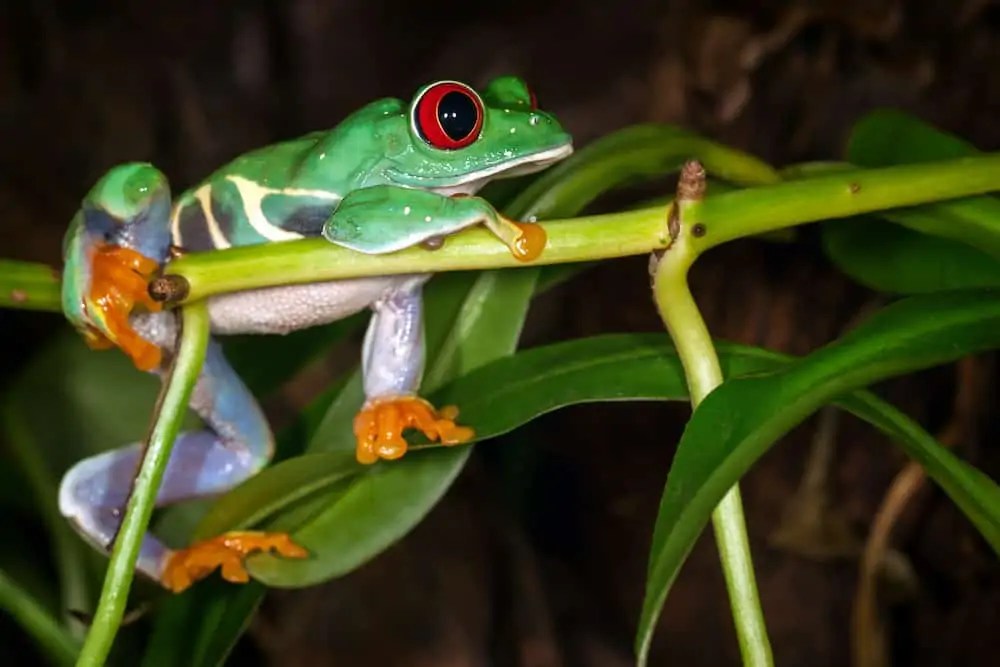 What Do Frogs Mean in Dreams? Third Eye Paranormal Society