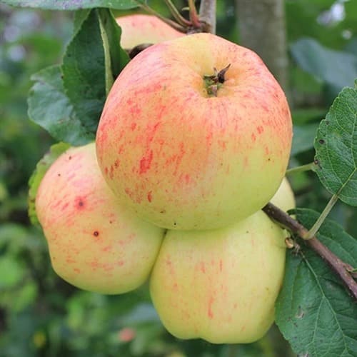 Where can you find the world's rarest apple? ThirdLeaf NW