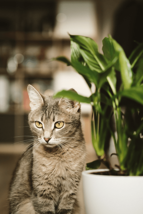 9 creative uses for orange peels ThirdLeaf NW