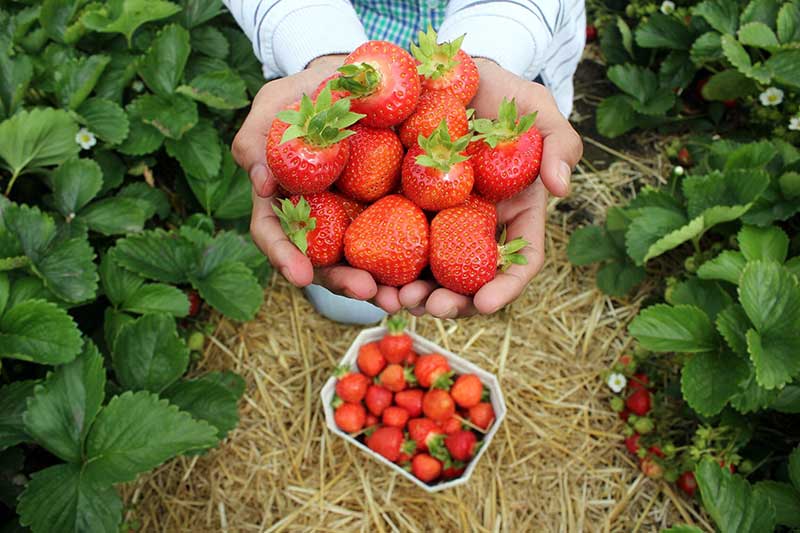 BerryPicking in the Seattle Area ThirdLeaf NW