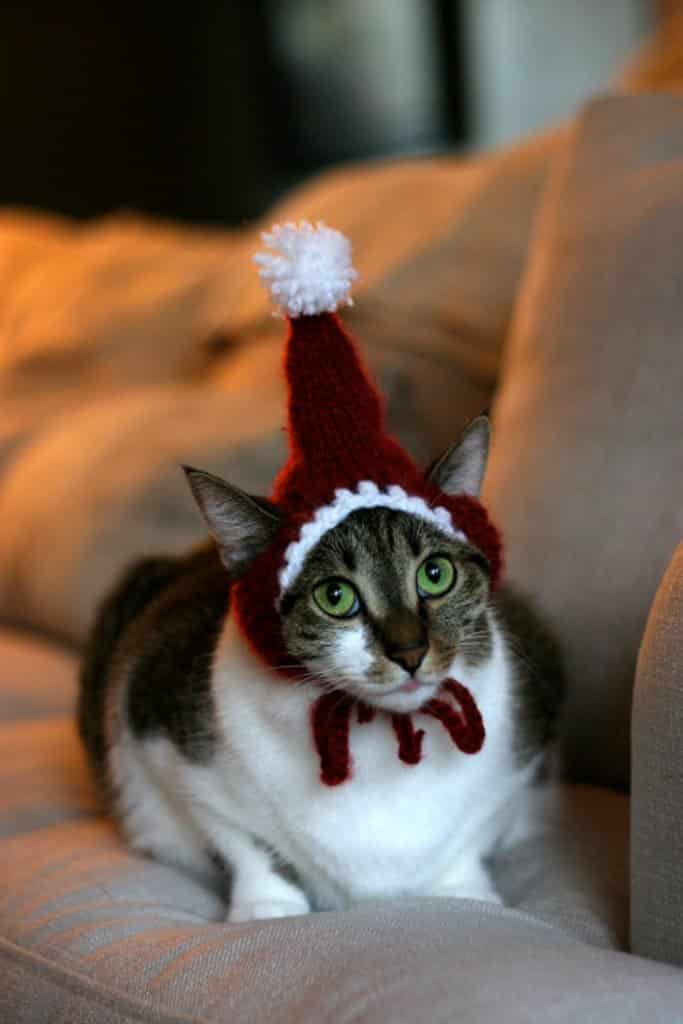 50 Pictures of Cats in Hats 2022 This Blog Rules