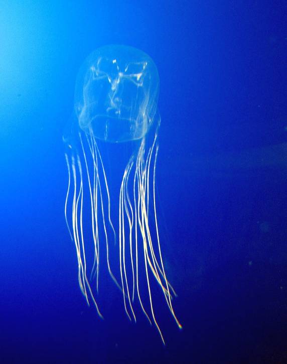 Can A Box Jellyfish Sting Kill You Boxjule