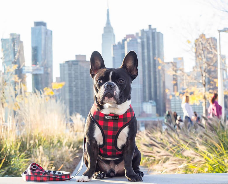 Look at pictures of french bulldog puppies who need a home. Famous Instagram Frenchie Shares His Favorite Spots in New ...