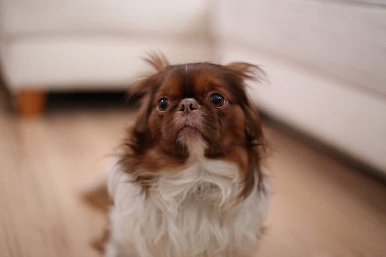 How To Stop Your Dog From Tearing Up Your Home When You Are Gone