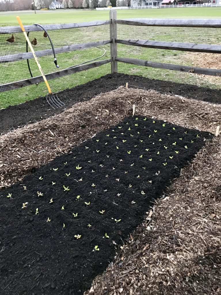 Simple Steps To Start A Garden (for the beginner) This House of Dreams