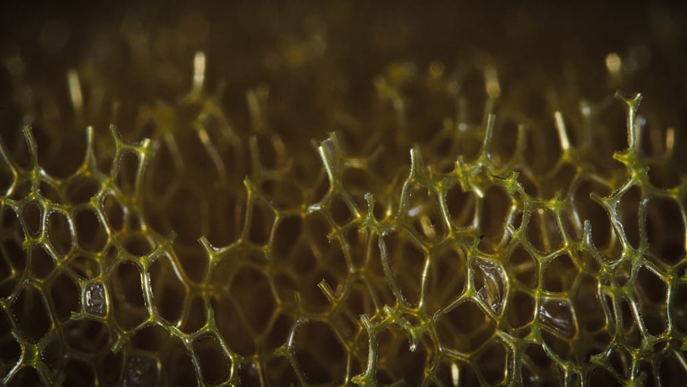 Worlds Within Our Worlds Macro Photos of Everyday Objects Colossal