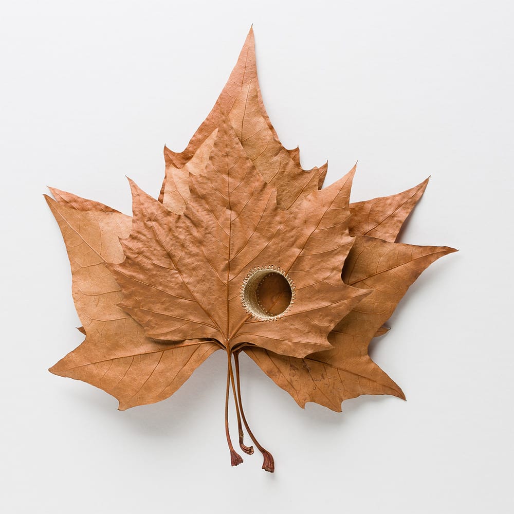 Impressive Crocheted Leaf Sculptures by Susanna Bauer — Colossal