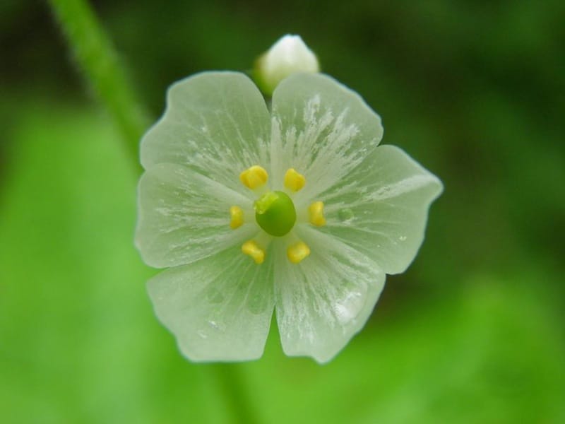 The “Skeleton Flower” Turns From White to Translucent When The “Skeleton Flower” Turns From White to Translucent When