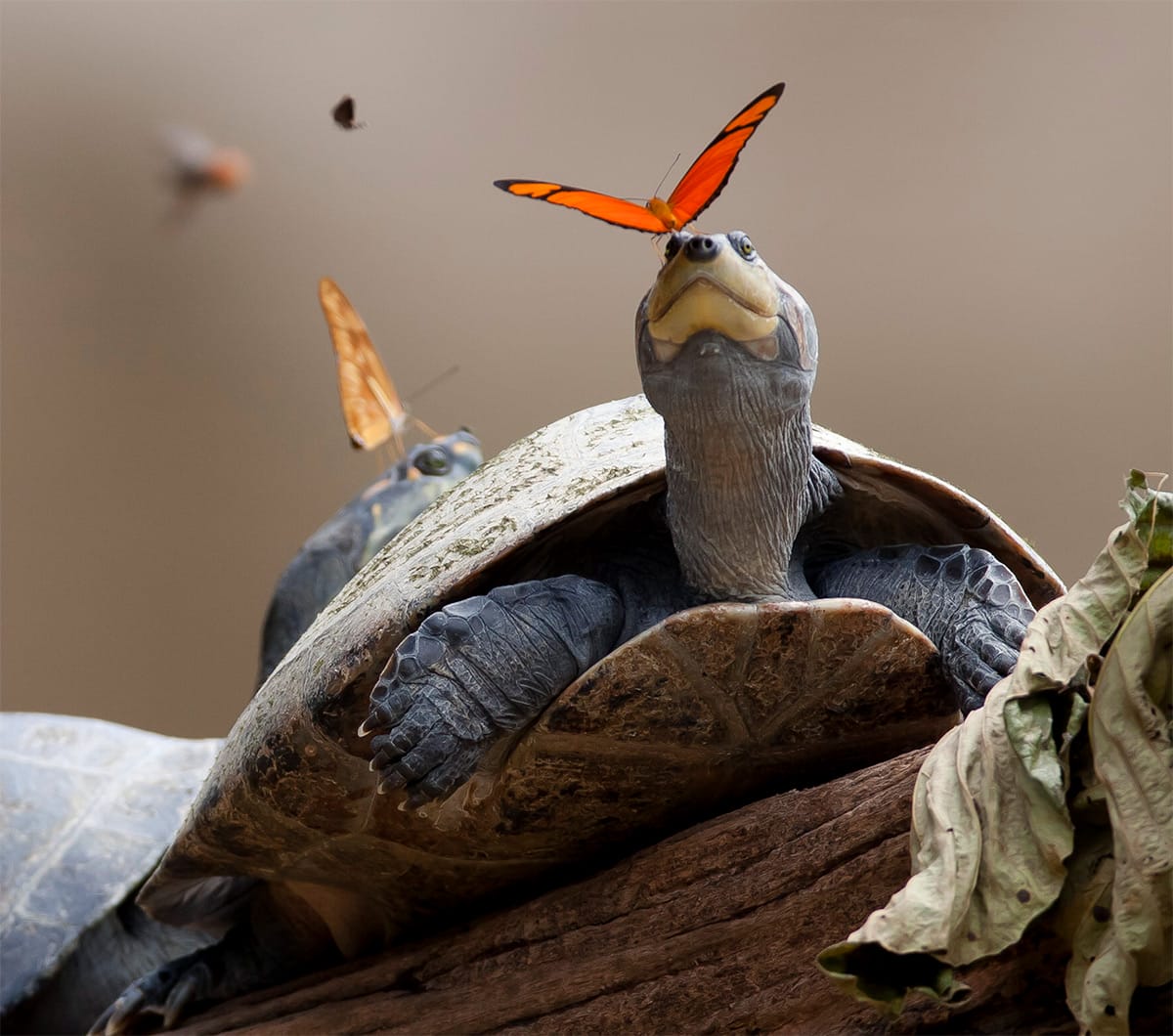 A Pair of Butterflies Photographed While Sipping on Turtle Tears in