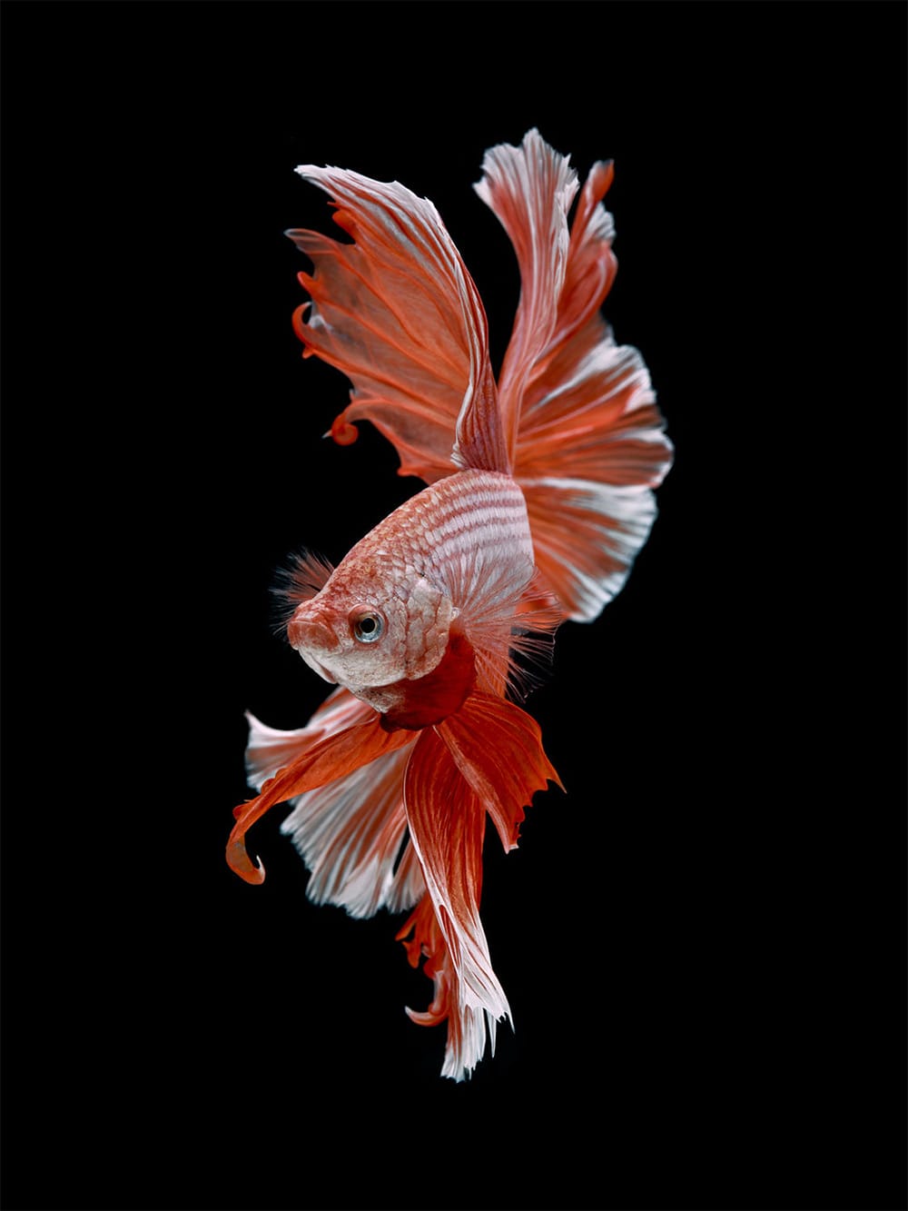 Dramatic Portraits of Pet Fish Swimming with Personality Colossal