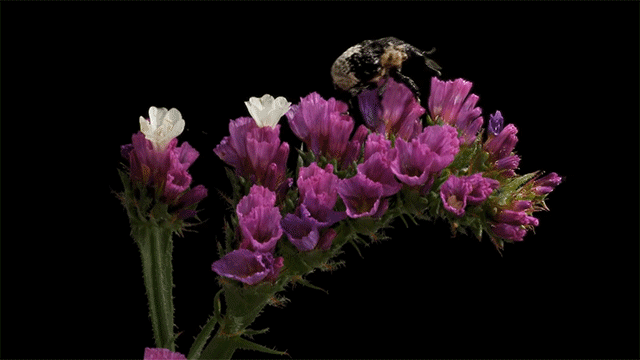 Timelapse Pairs Blooming Flowers with Crawling Insects Colossal