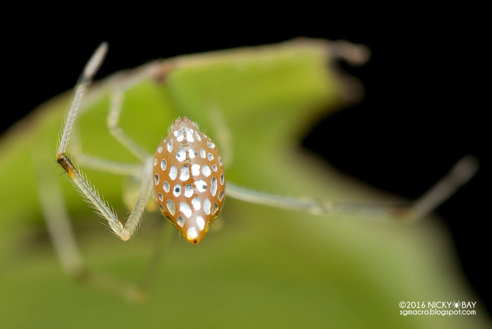 Photographer Nicky Bay Documents Mirror Spiders Adjusting their Silver
