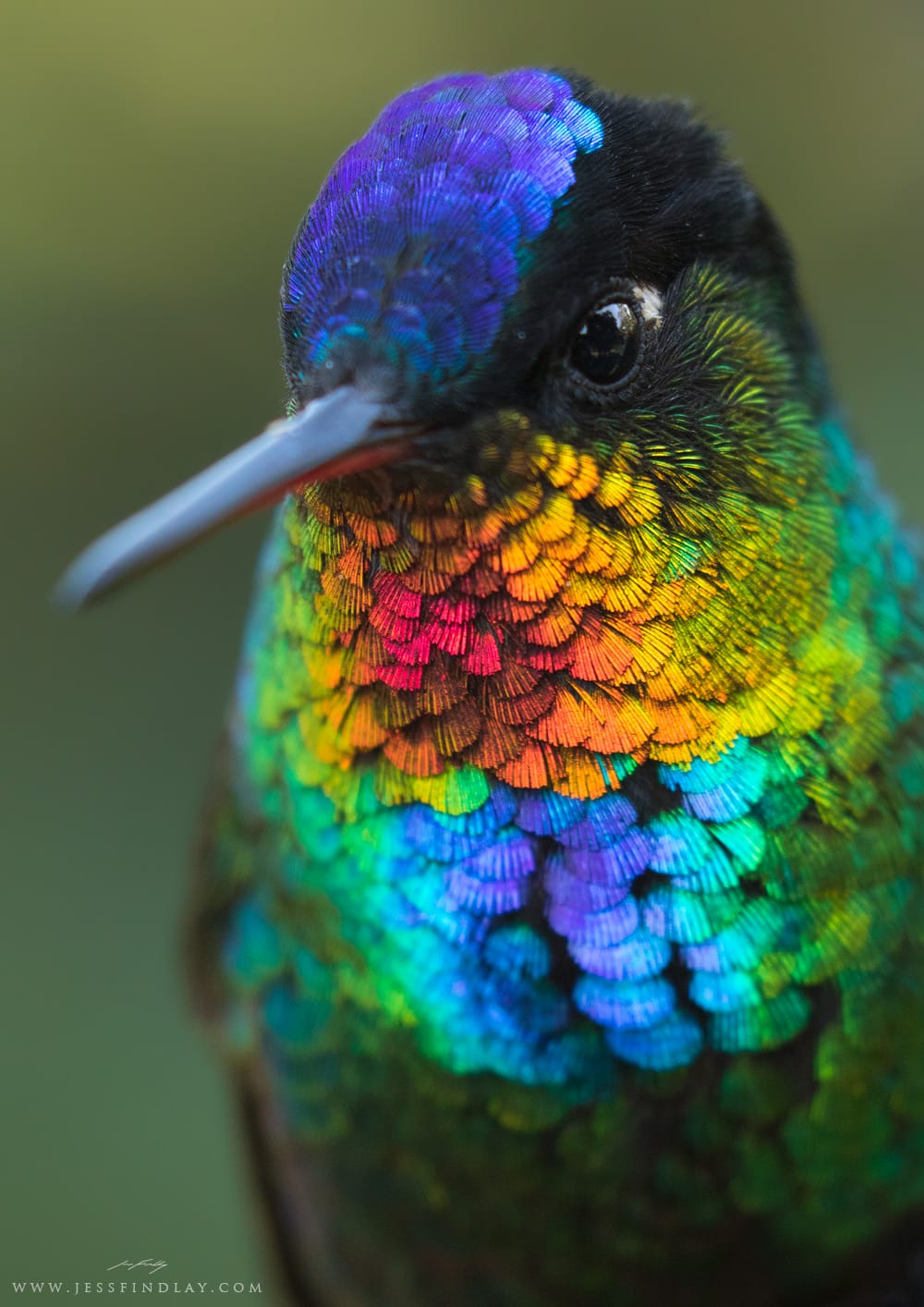 Hummingbird Photography