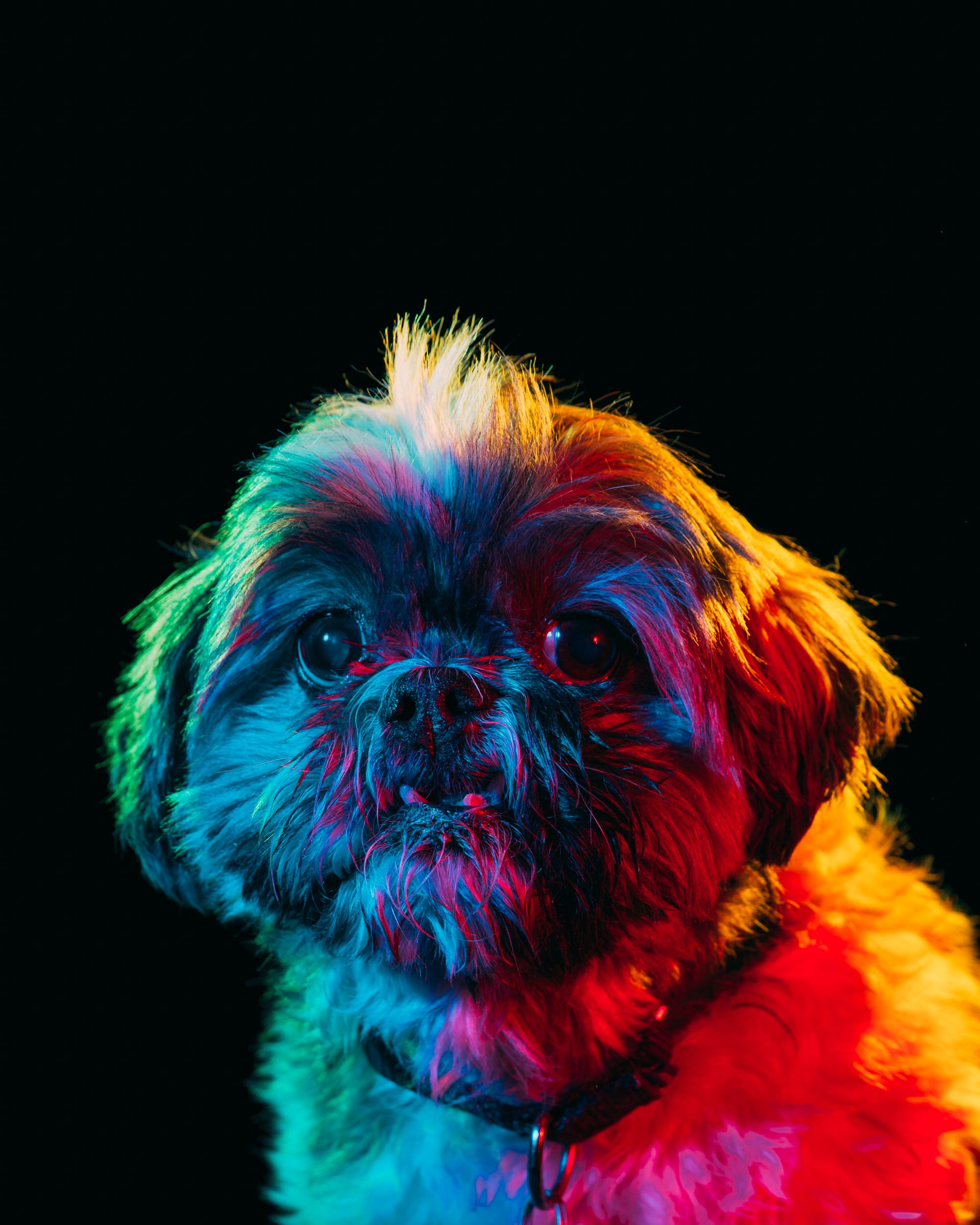 Colorful Portraits of Adoptable Dogs Photographed by Paul Octavious